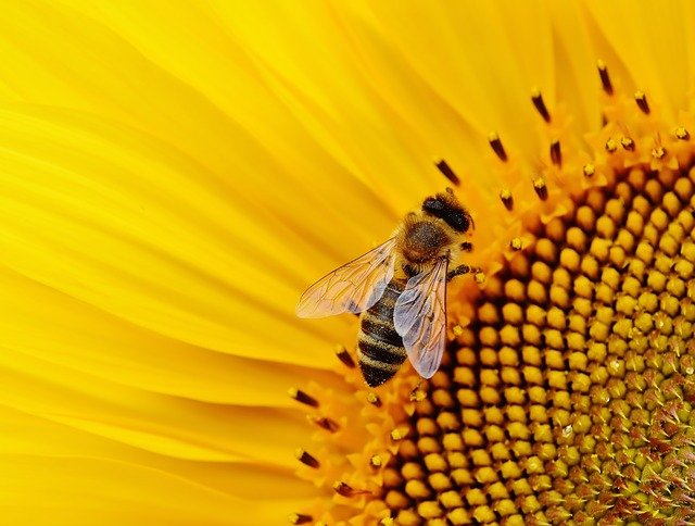 Insektenschutz im Haus gegen Fliegen in der Wohnung